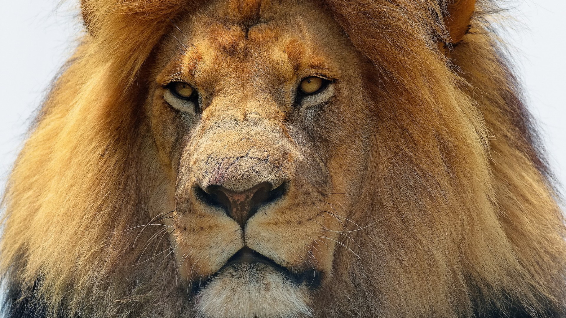 Lion With Scar Hd - HD Wallpaper 