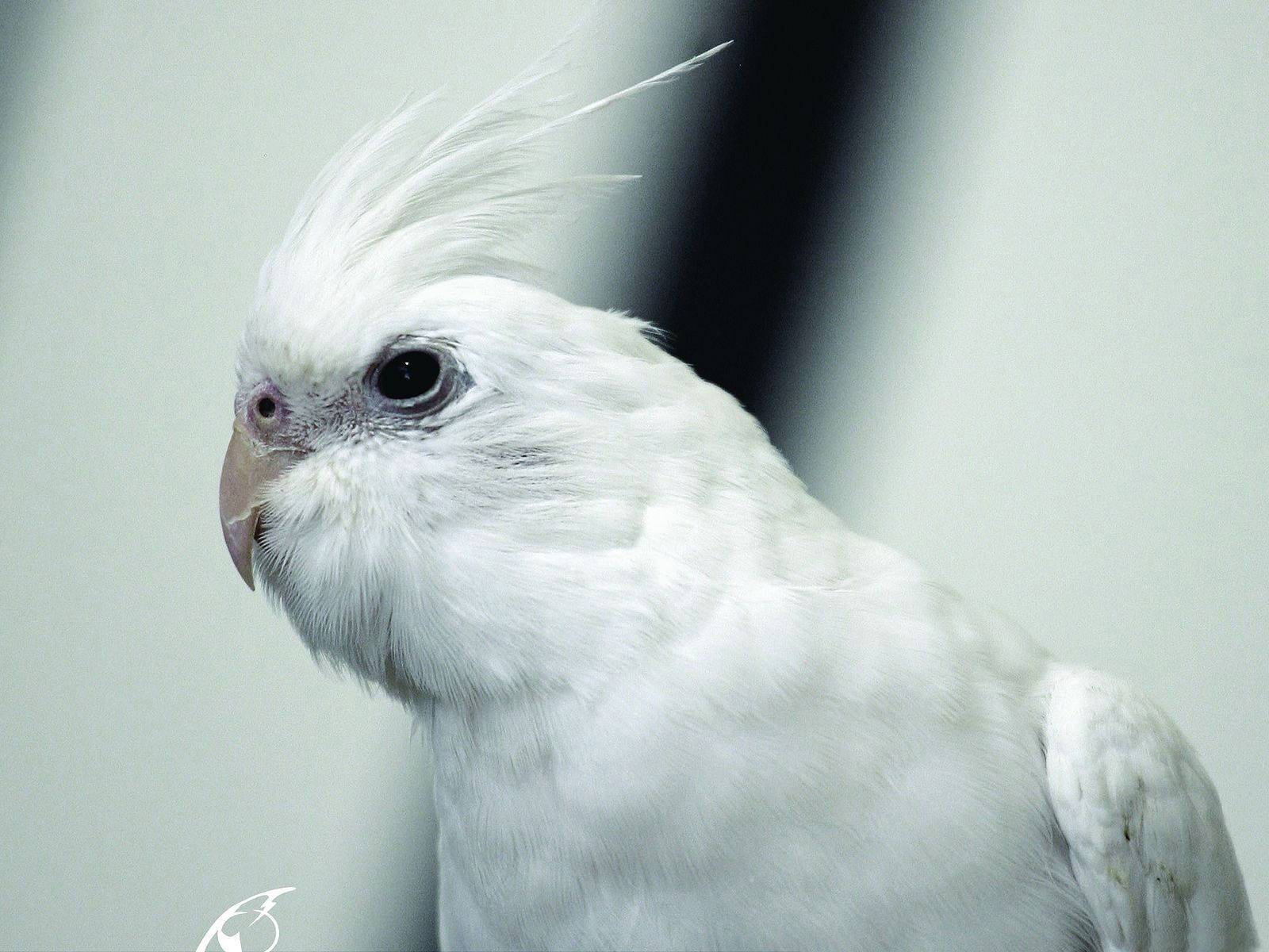 Parrot - HD Wallpaper 