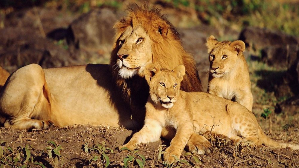 5 Fakta Kehidupan Nyata Singa, Berbeda Dengan Lion - Ghodazari A New Wildlife Sanctuary In The State - HD Wallpaper 