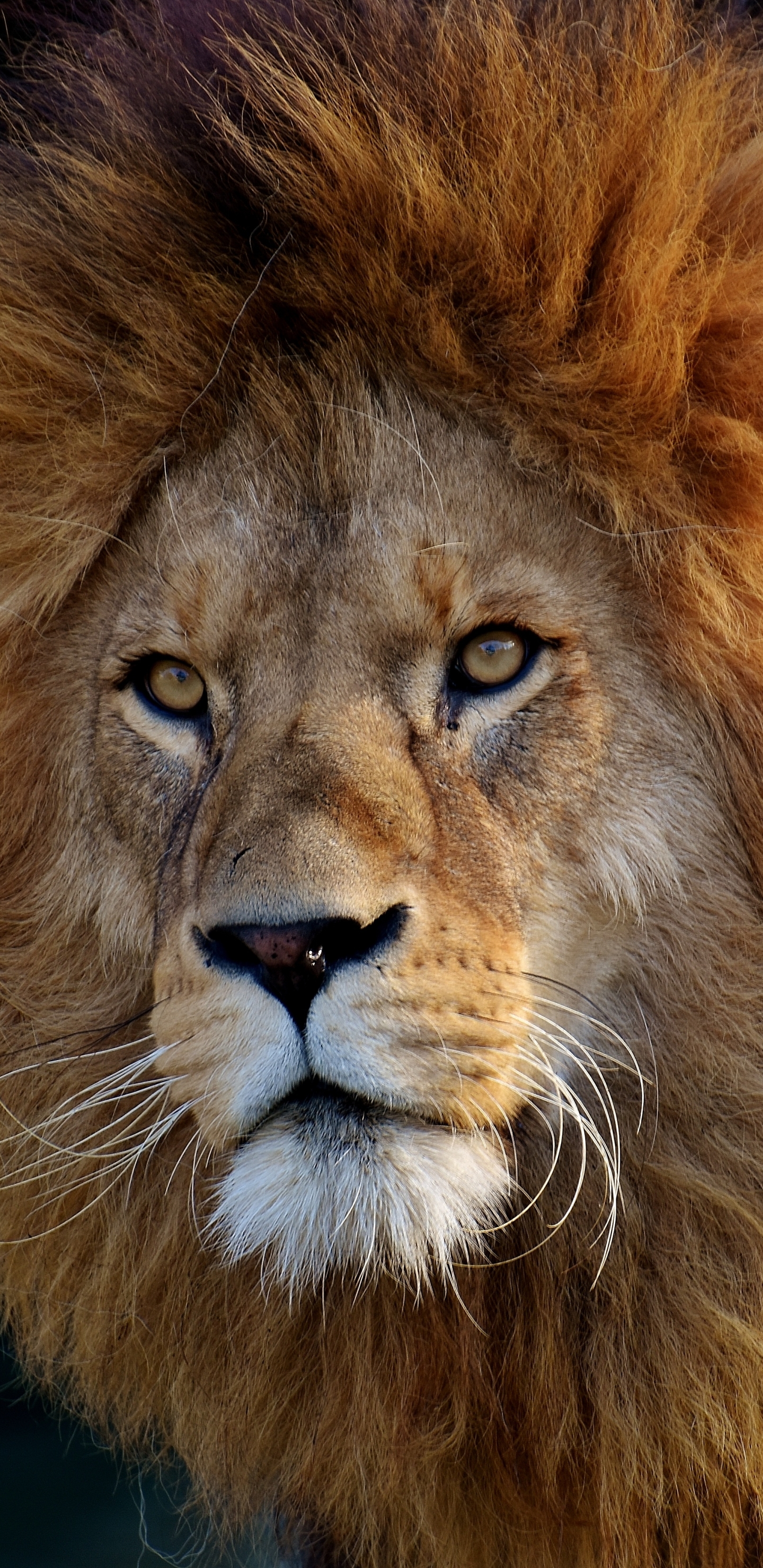 Work Hard Lion Quotes - 1440x2960 Wallpaper Work Hard Lion Quotes - 1440x2960 Wallpaper