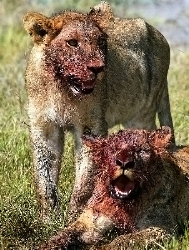 Lion Cubs - HD Wallpaper 