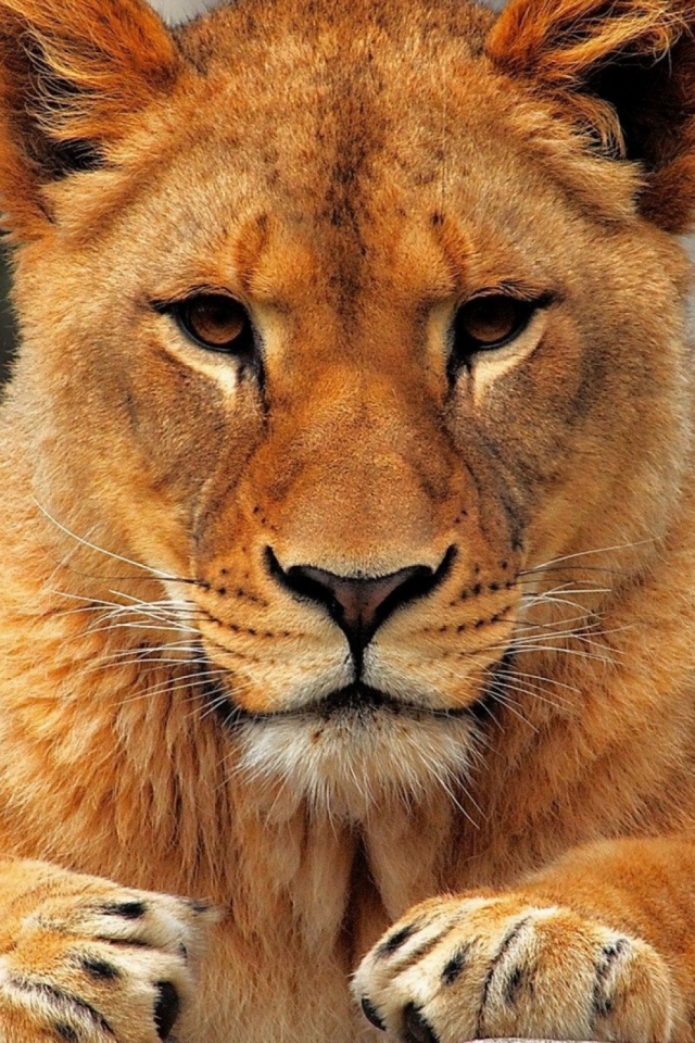 Lion Animal Wallpaper Phone - HD Wallpaper 