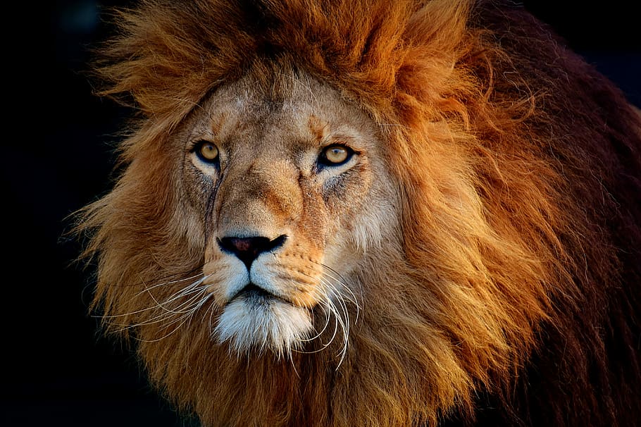 Photo Of Brown Lion S Head, Mammals, Portrait, Cat, - Mane Animals - HD Wallpaper 