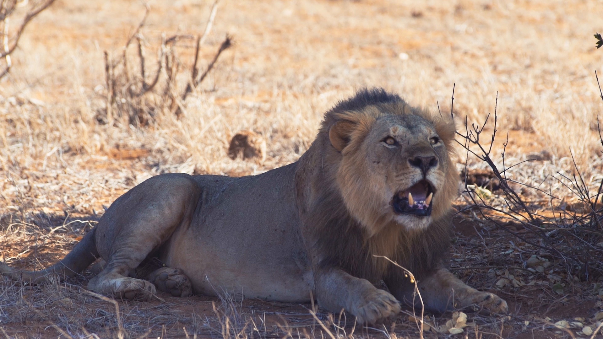 Angry Lion Roaring - HD Wallpaper 