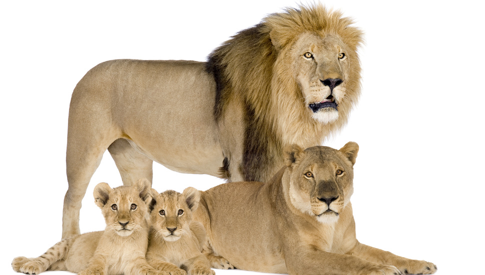 Leo, Lions, The Cubs, Family, White Background, Lioness - Hd Wallpaper Lion Family - HD Wallpaper 