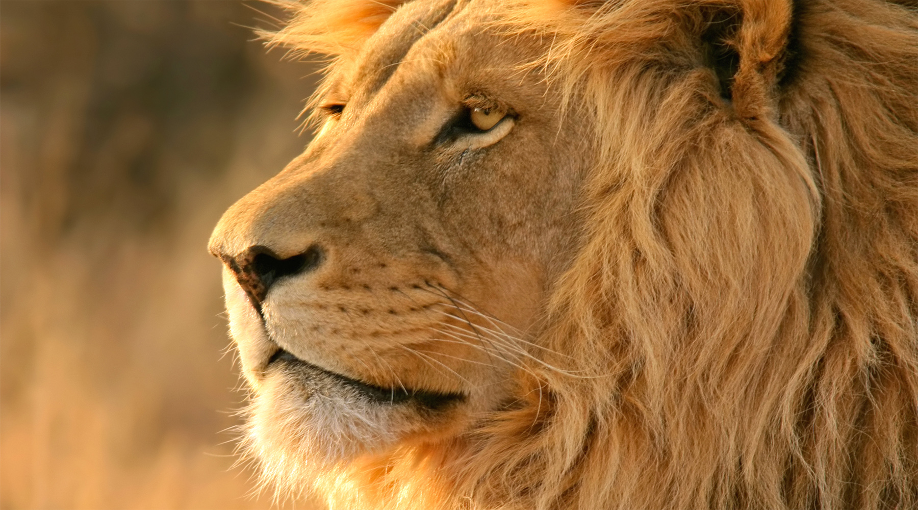 Best Amazing Hd Lion Wallpaper Desktop And Mobile Phones - Apple Lion Wallpaper Hd - 1800x1000 Wallpaper Best Amazing Hd Lion Wallpaper Desktop And Mobile Phones - Apple Lion Wallpaper Hd - 1800x1000 Wallpaper
