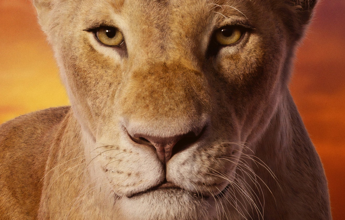 Photo Wallpaper Look, Face, Lioness, The Lion King, - Nala Lion King 2019 - HD Wallpaper 