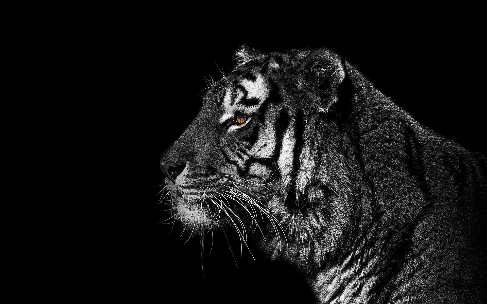 Dark Lion Wallpaper - Tiger Wallpaper Hd Black And White Iphone - HD Wallpaper 