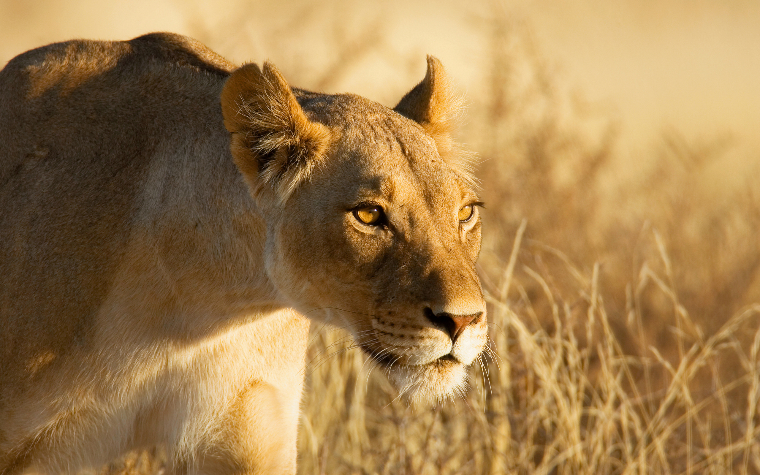 Cool Lion Wallpapers - HD Wallpaper 