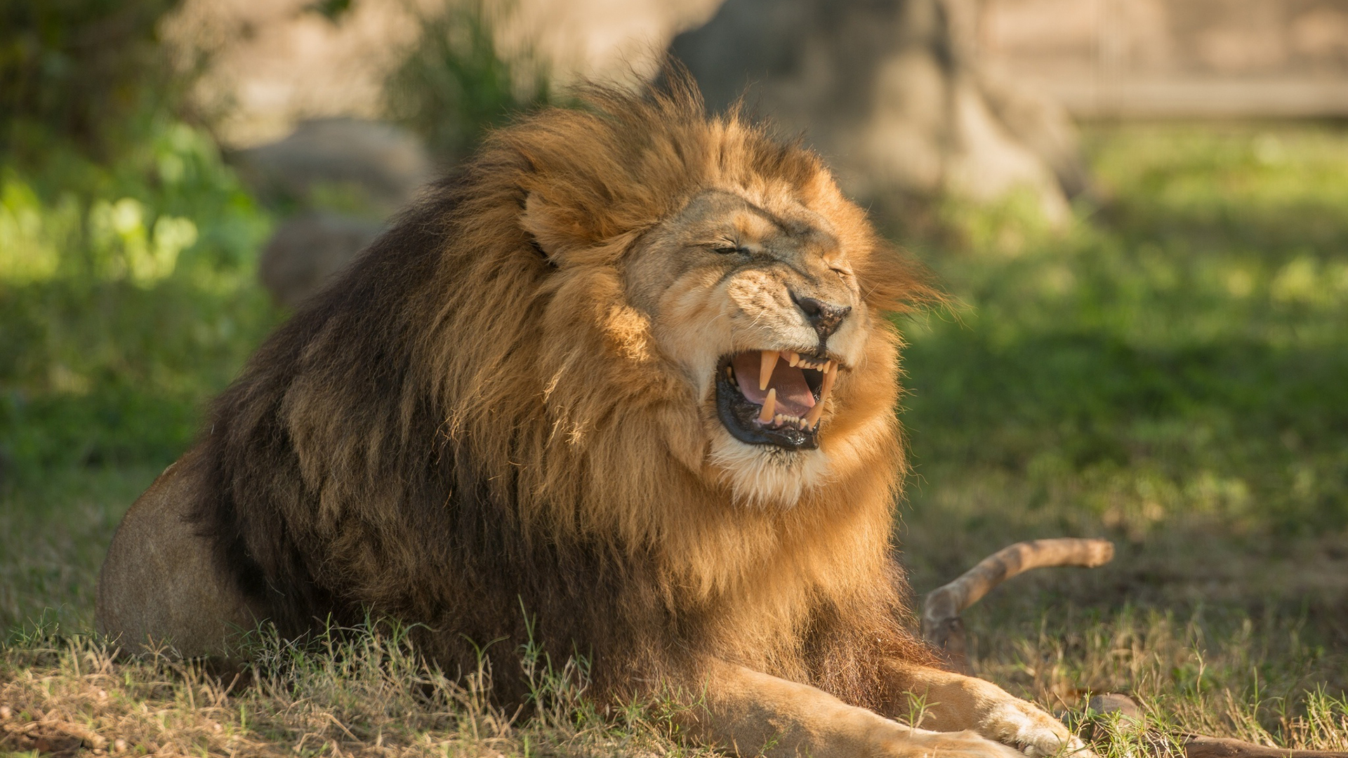 Lion - HD Wallpaper 