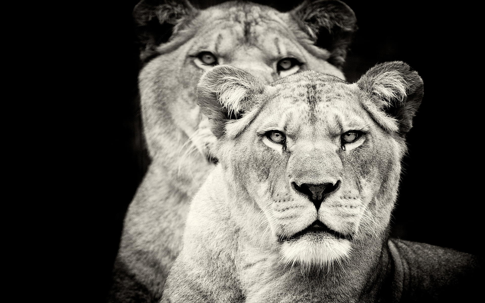 Lionesses Of Africa - HD Wallpaper 