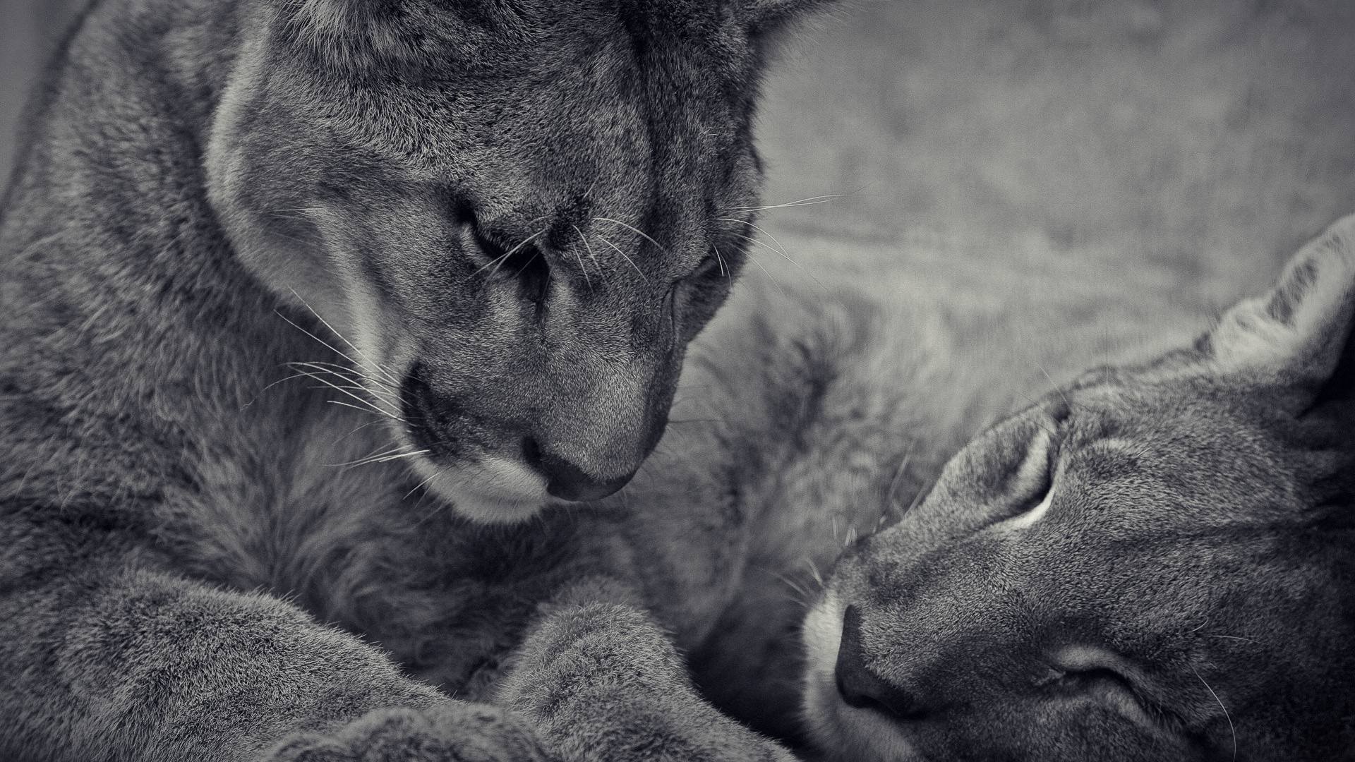 Mountain Lion Wallpapers Desktop - Big Cat Hd - HD Wallpaper 