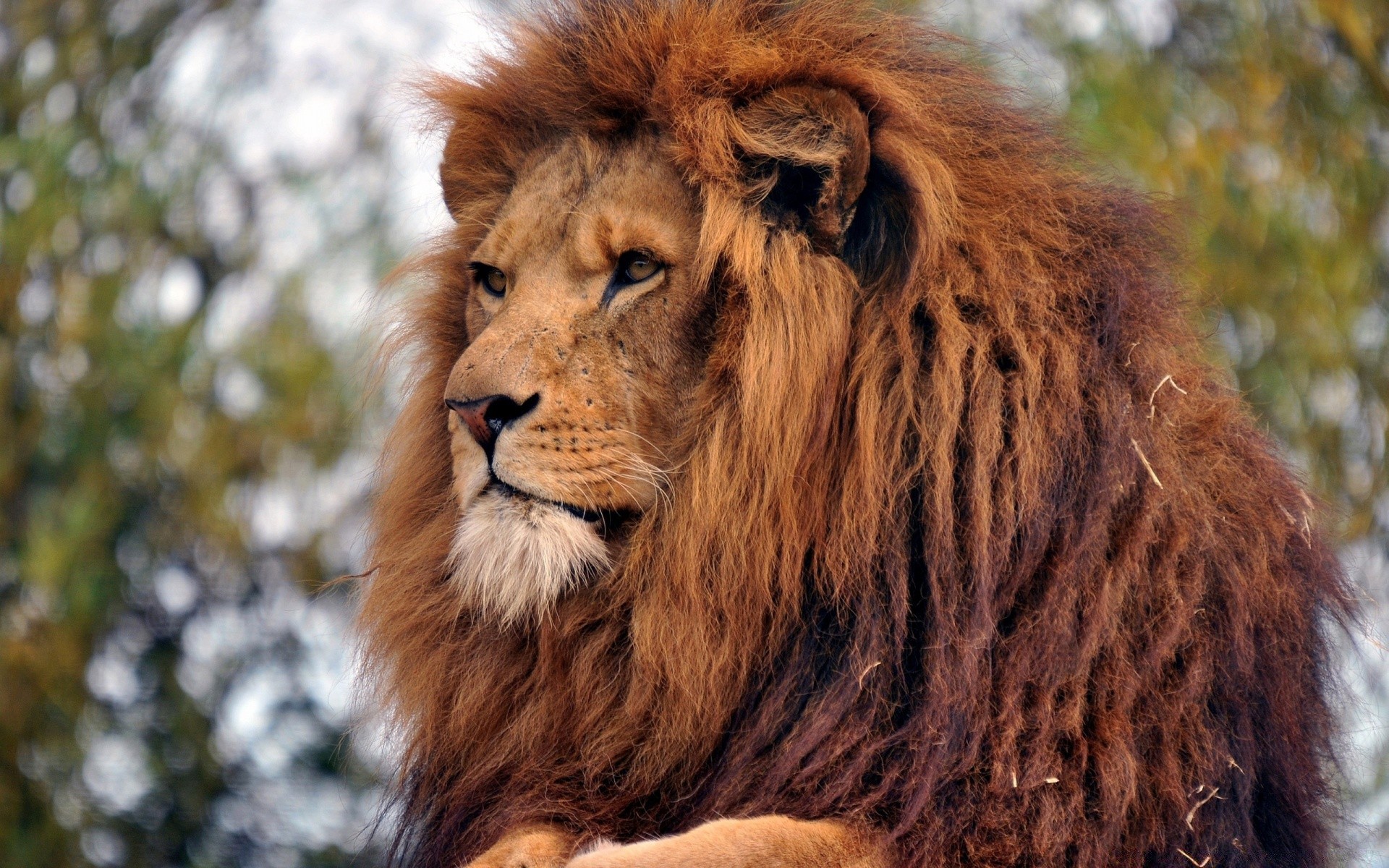 Animals Cat Mammal Lion Wildlife Fur Animal Mane Portrait - Lion Simba Real Life - HD Wallpaper 