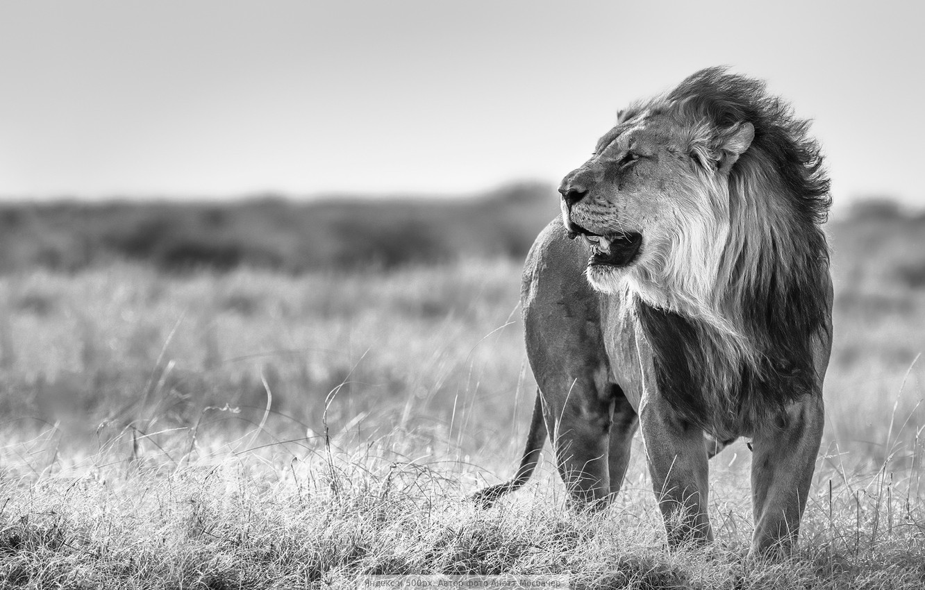 Photo Wallpaper Nature, Leo, Black And White - African Lion Black And White - HD Wallpaper 