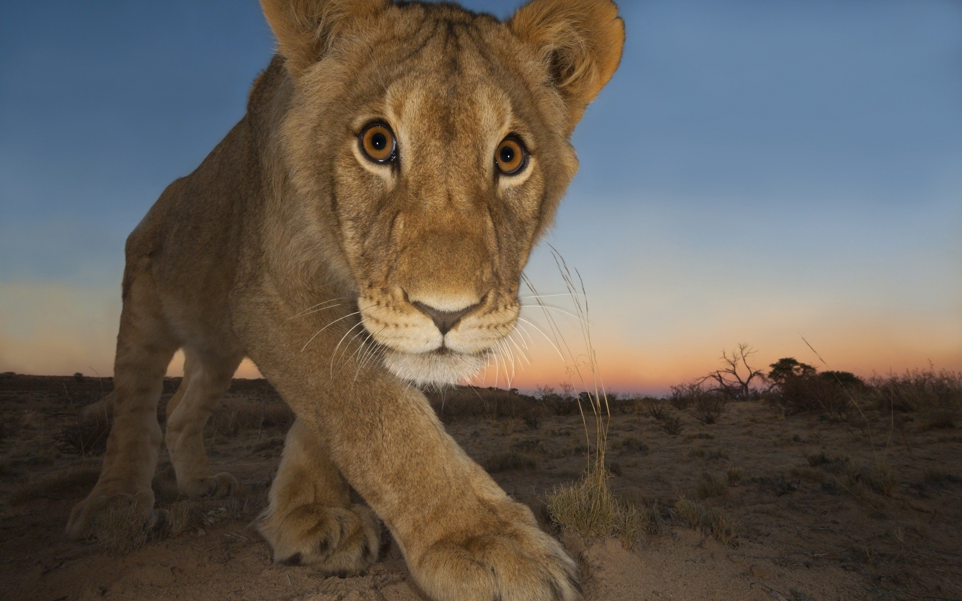 Animals Wildlife Mammal Cat Lion Safari Animal Wild - Lion Wildlife Photographer Of The Year Lion - HD Wallpaper 