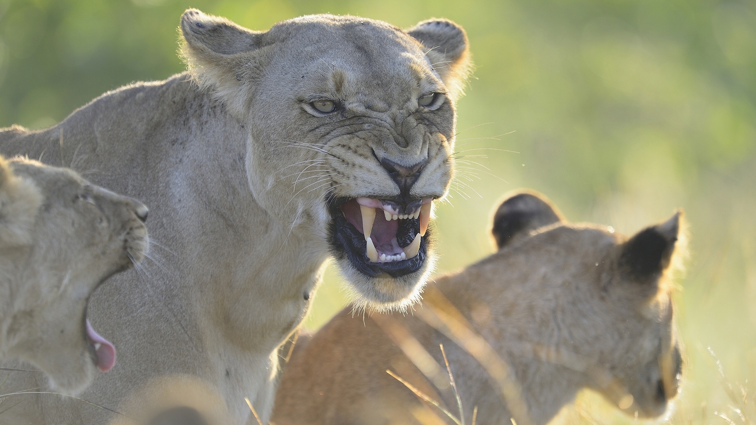 Angry Lioness - Lion - HD Wallpaper 
