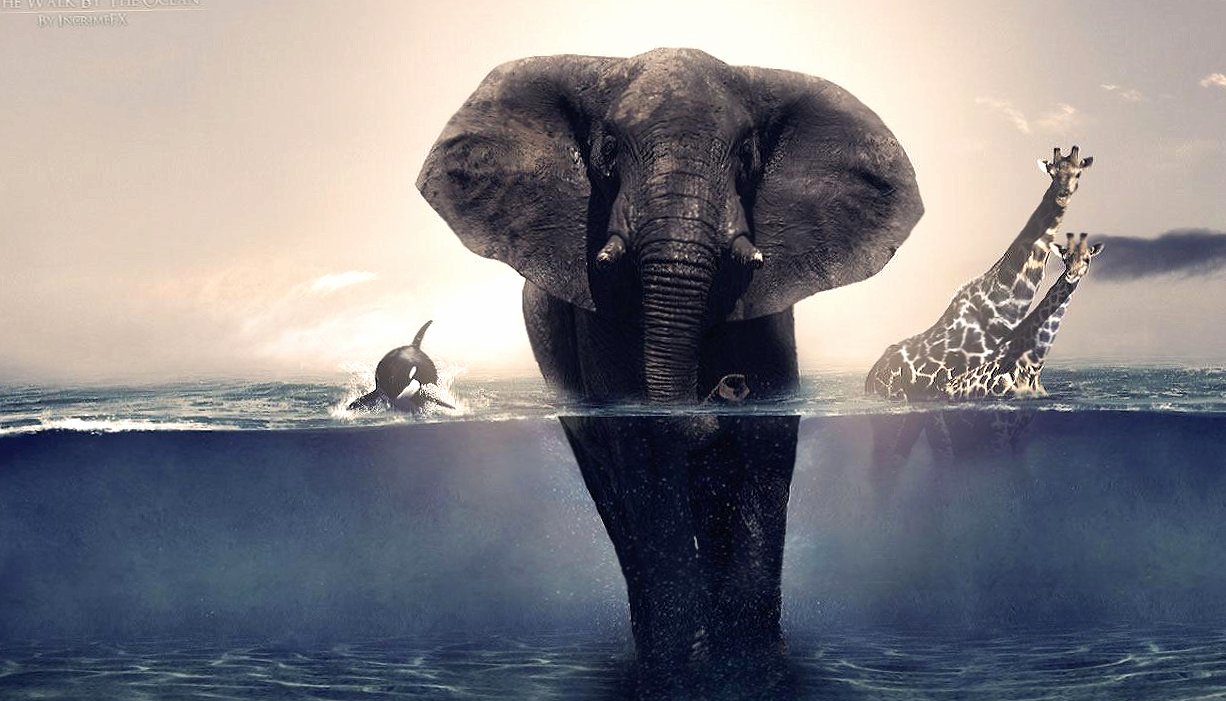 Girafs Elephant Ork Wallpapers Hd Quality - Indian Elephant - HD Wallpaper 