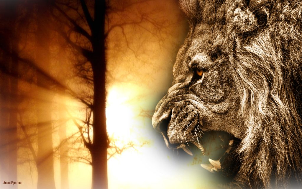 Angry Lion Images Hd - HD Wallpaper 