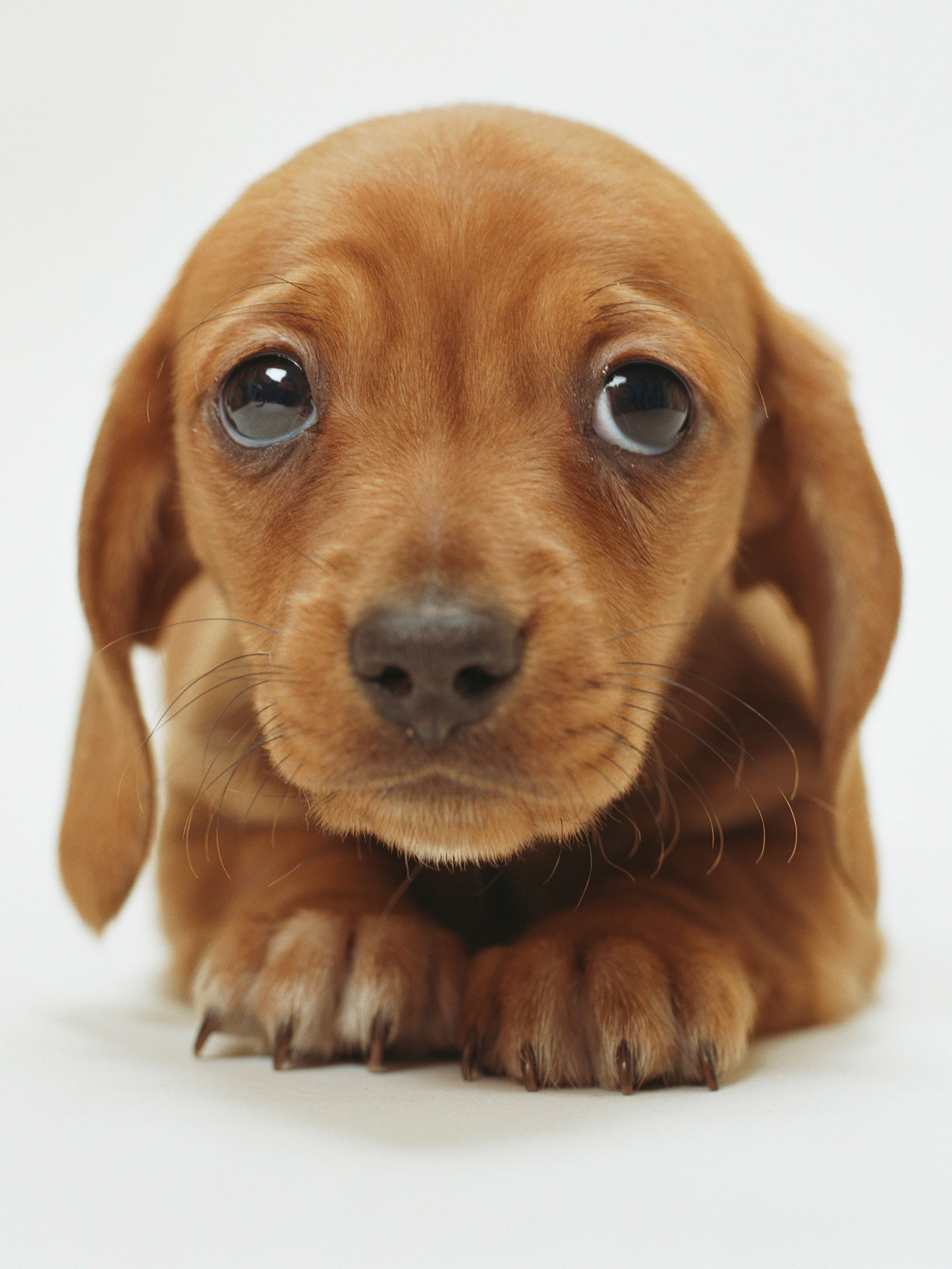 Desktop Cute Images Of A Puppy Download - Cute Sad Puppy Face - 1701x2268 Wallpaper Desktop Cute Images Of A Puppy Download - Cute Sad Puppy Face - 1701x2268 Wallpaper