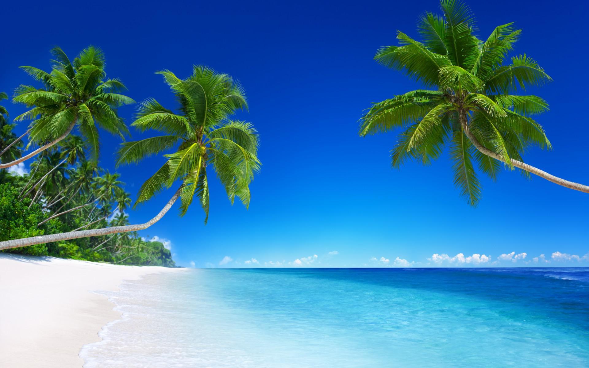 Beach, Coast, Sea, Blue, Green Palm, Scenery - Desktop Wallpaper Beach - HD Wallpaper 