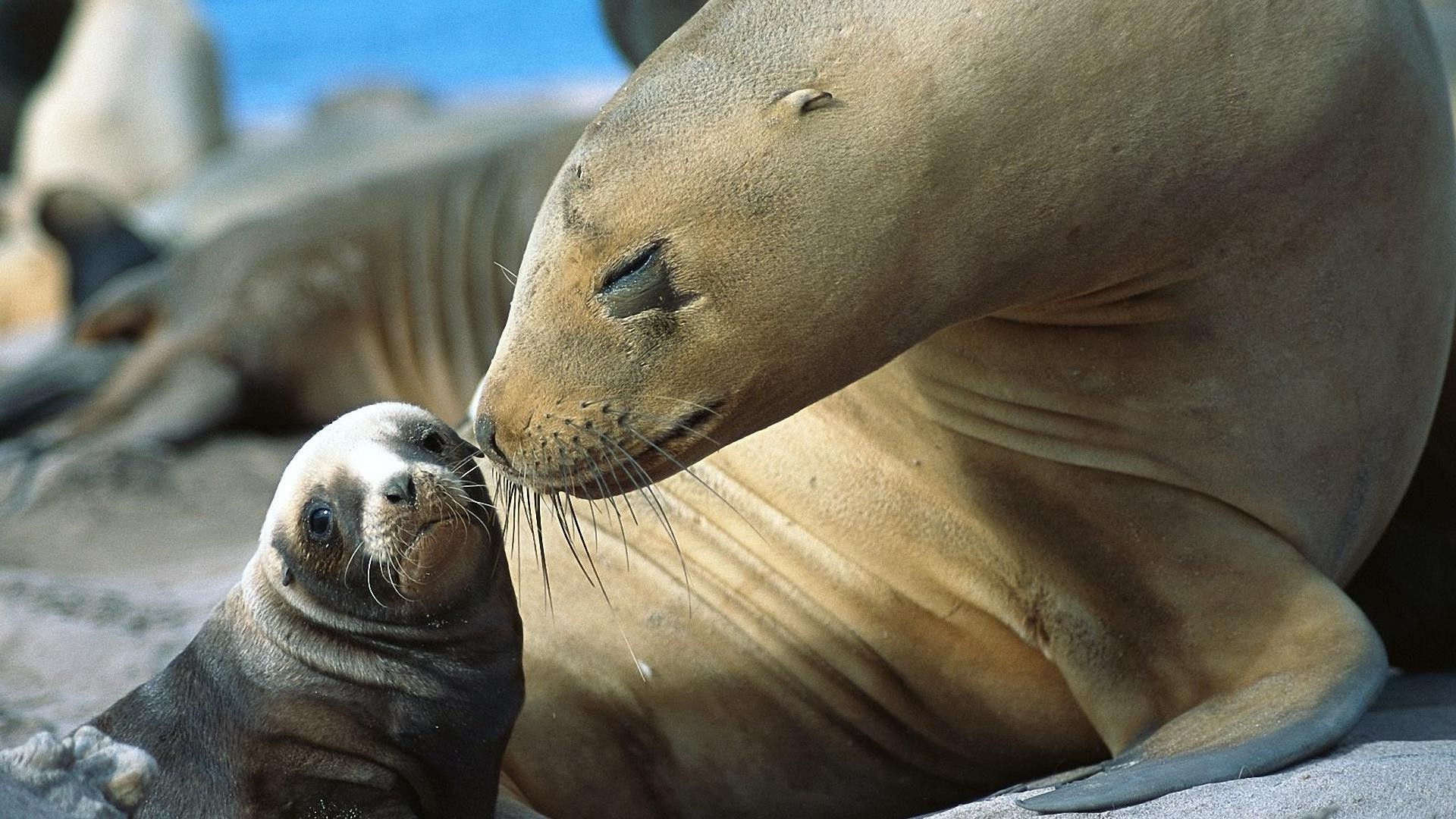 Sea Lion Mother And Pup - HD Wallpaper 