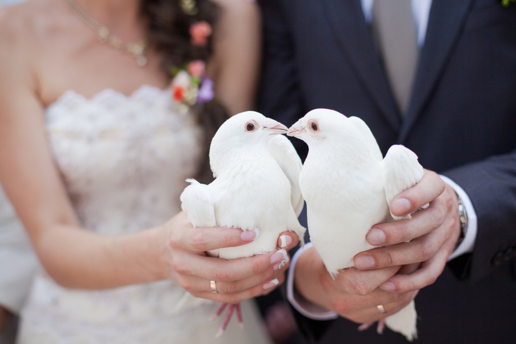 Doves Wedding - HD Wallpaper 