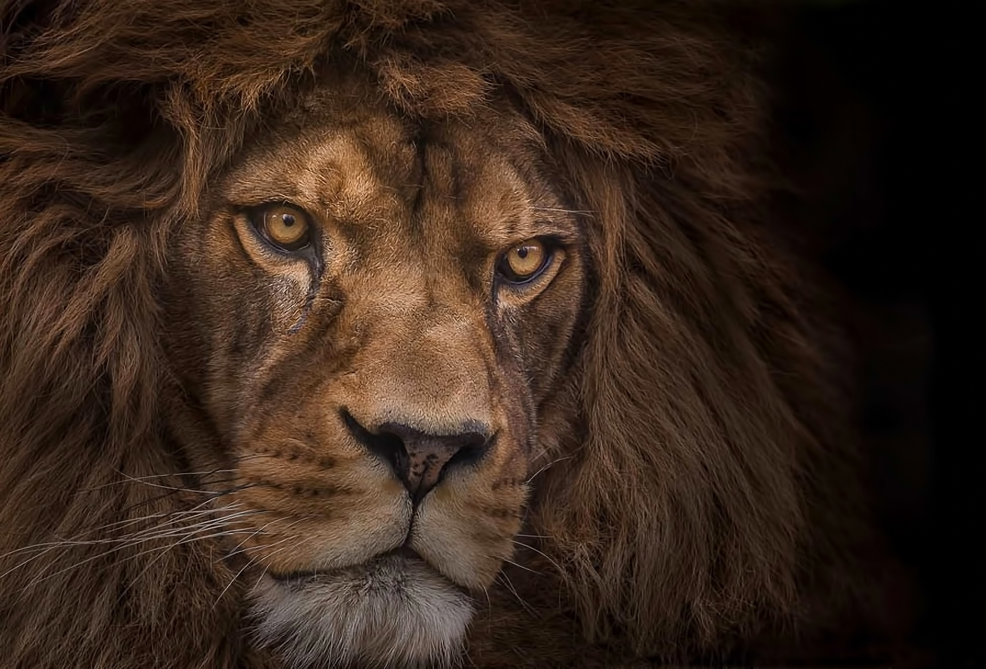 Lion Atlas - HD Wallpaper 