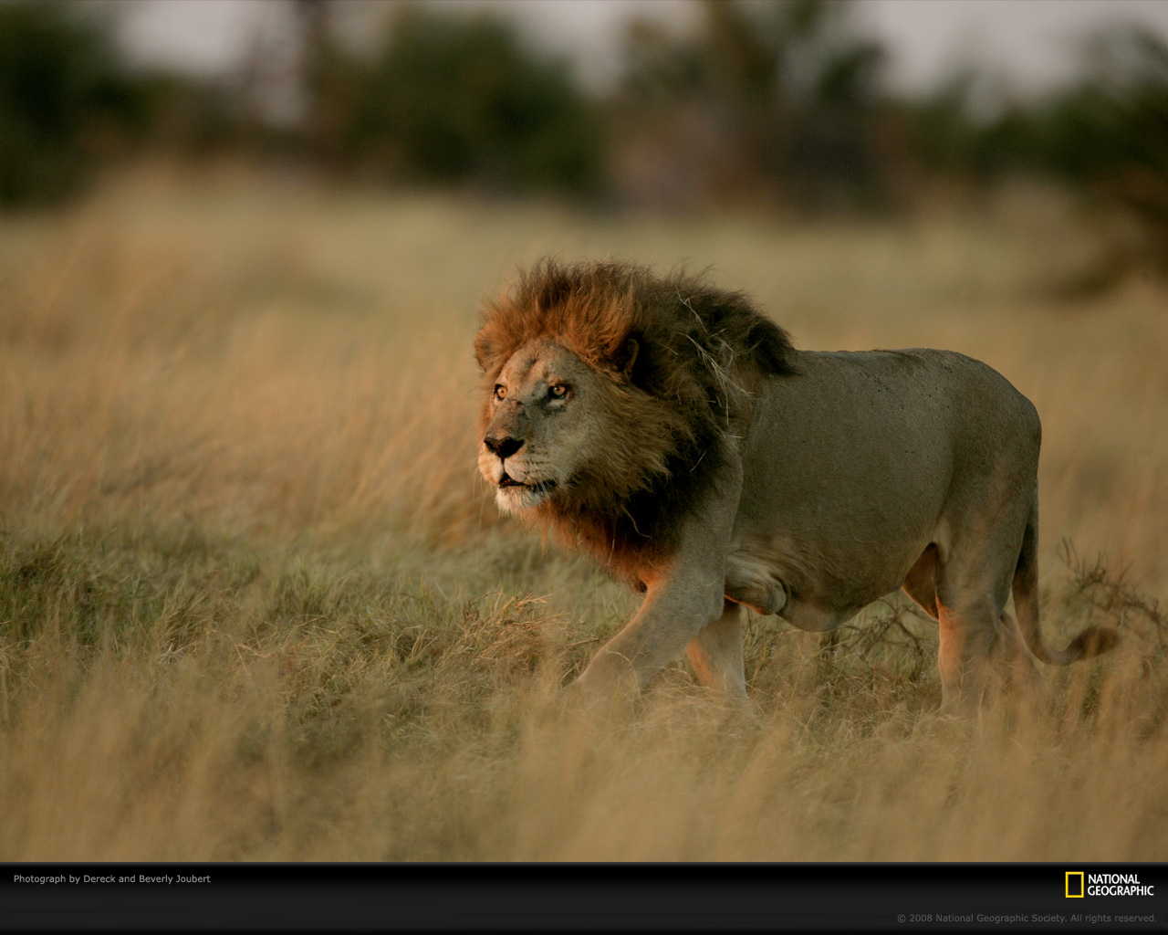 National Geographic Wallpaper Hd Lion - 1280x1024 Wallpaper 