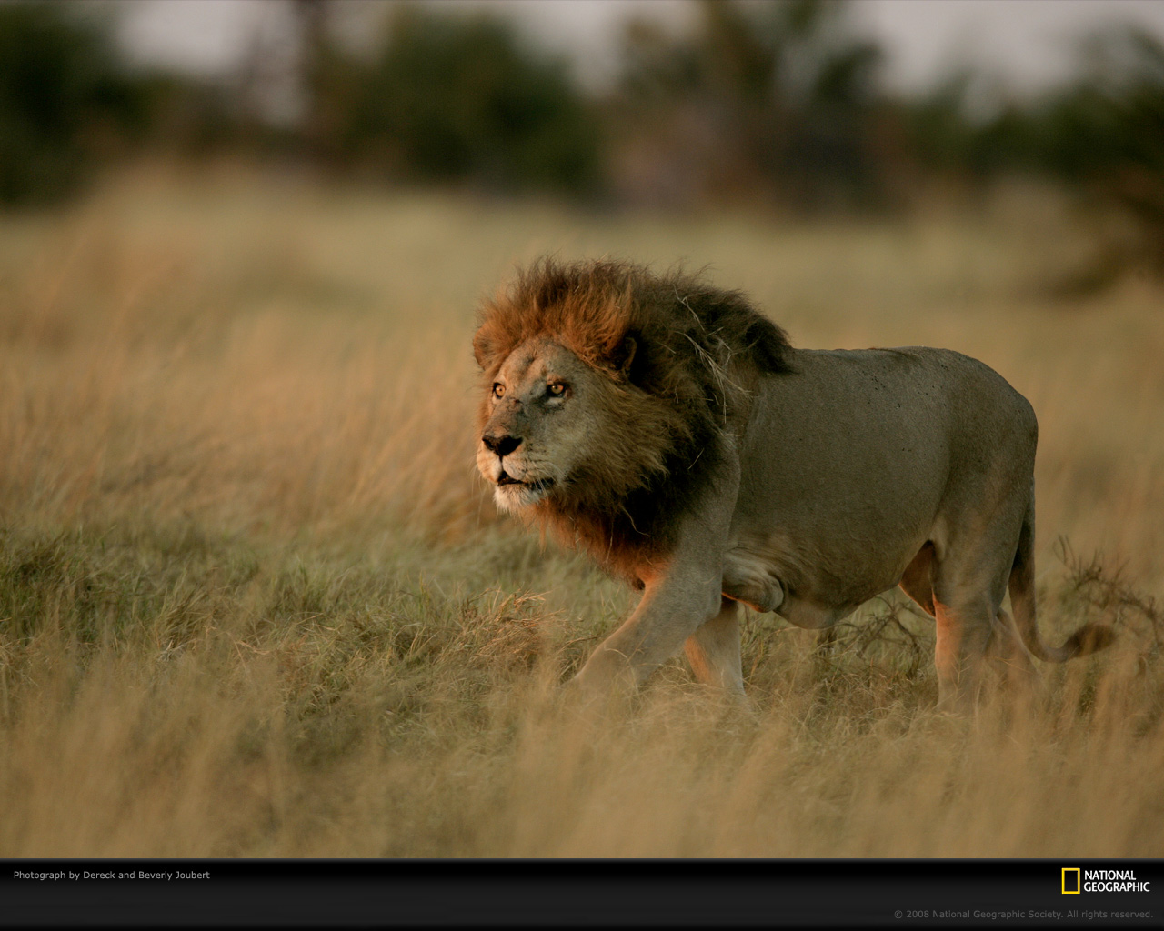 National Geographic Wallpaper Hd Lion - 1280x1024 Wallpaper National Geographic Wallpaper Hd Lion - 1280x1024 Wallpaper