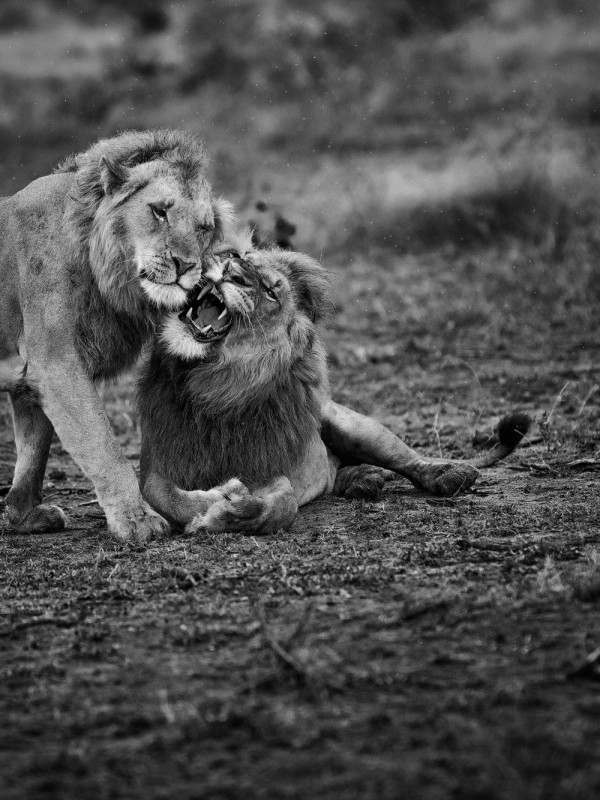 Lions, Monochrome, Predator, Wild - Masai Lion - HD Wallpaper 
