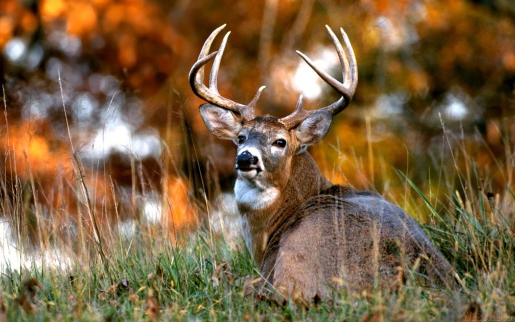 White Tailed Deer Hd - HD Wallpaper 