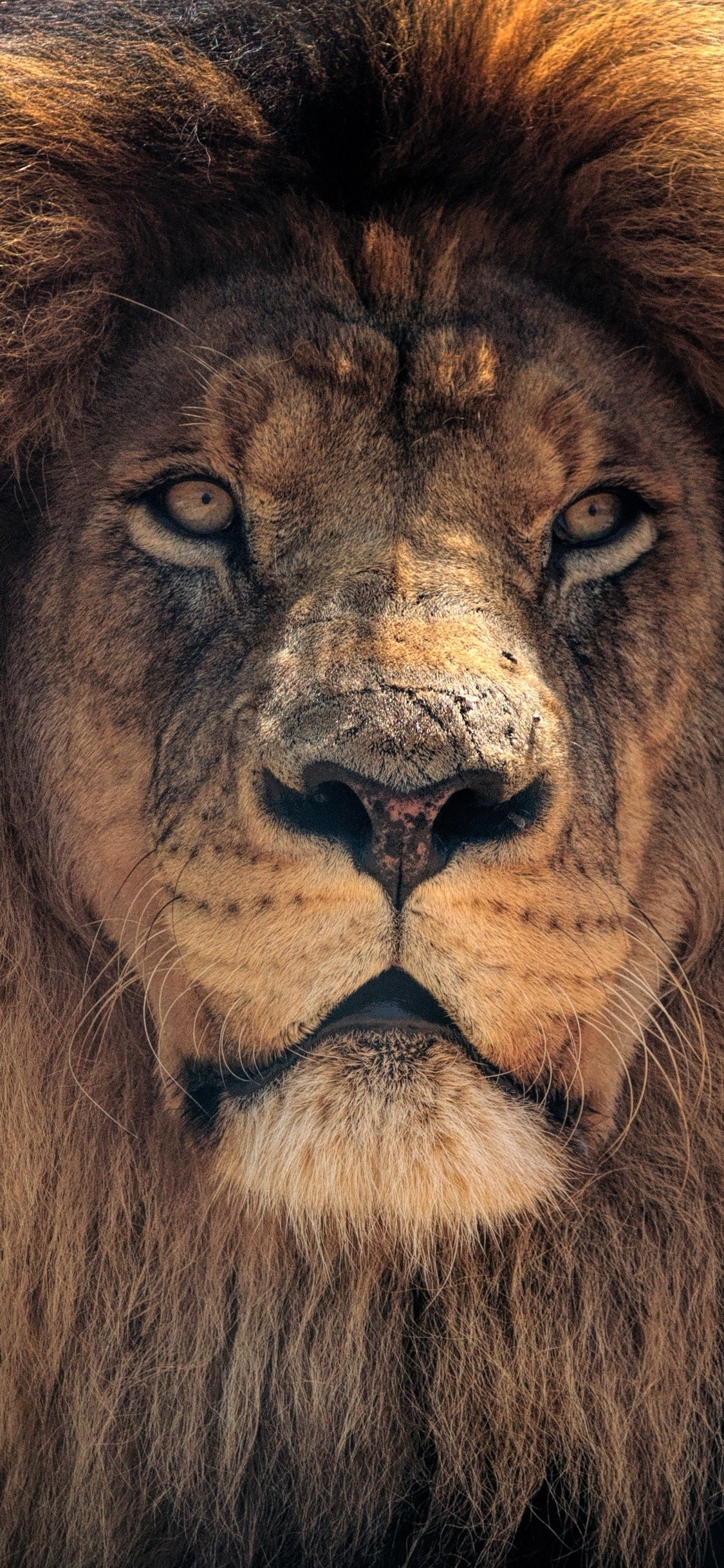 1125x2436, 4k Lion Hd Lo 
 Data Id 73847 
 Data Src - HD Wallpaper 