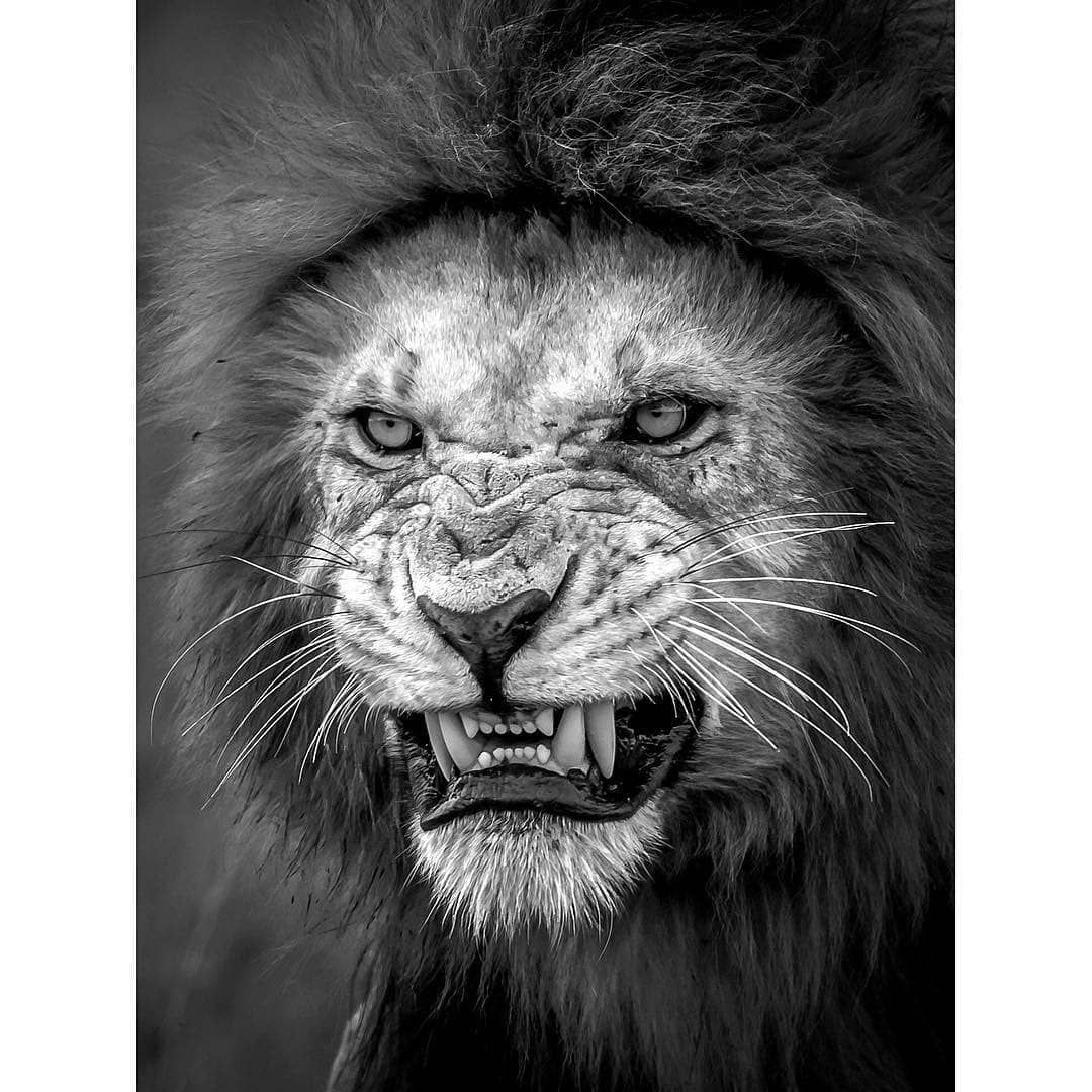 Lion Growling Photography Black And White - HD Wallpaper 