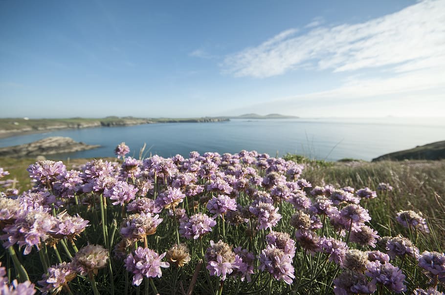 Coast, Wale, Summer, Sea, Flower, Beauty In Nature, - Coast - HD Wallpaper 