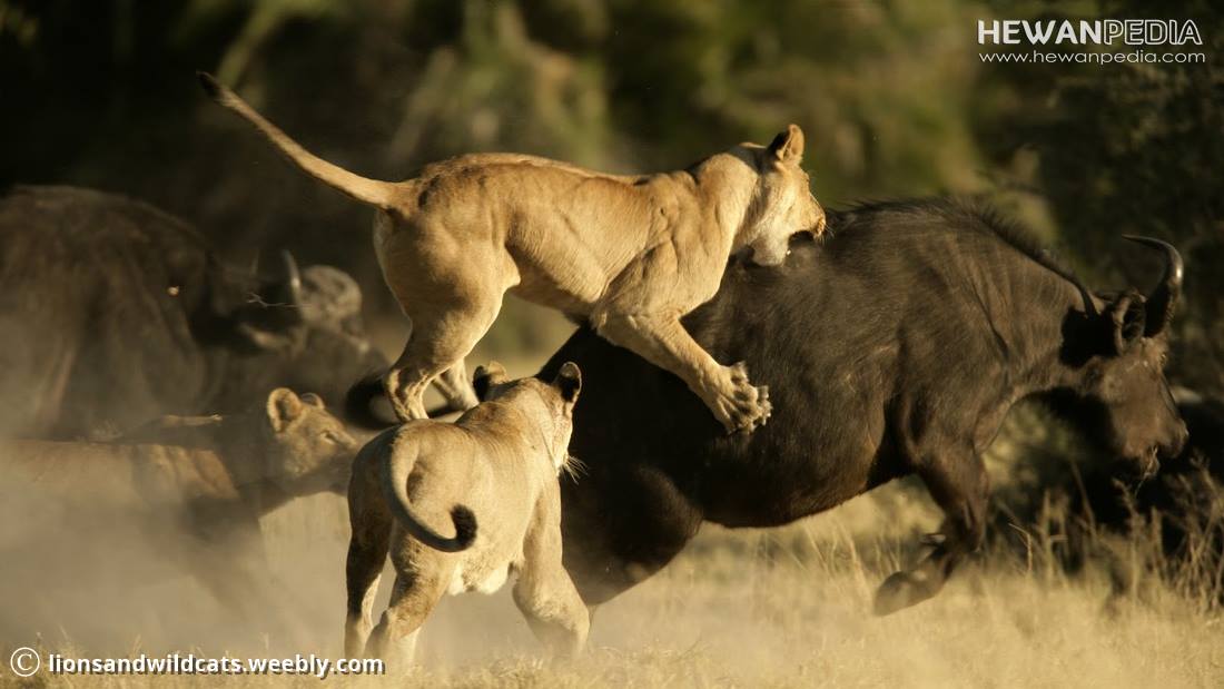 Ini Dia Mangsa Favorit Untuk Makanan Singa - Beverly Joubert - HD Wallpaper 