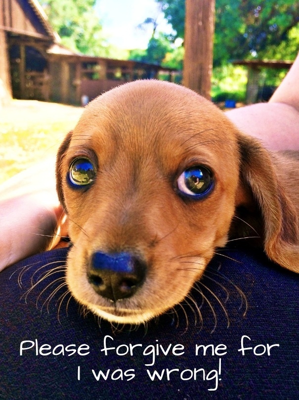 Sorry Image - Please Forgive Me Cute - HD Wallpaper 