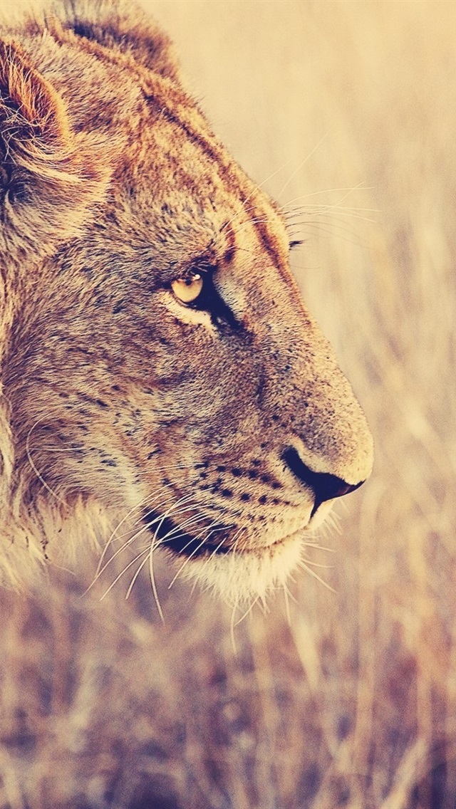 Iphone Wallpaper Lion Face Side View, Bokeh - Lion Hd Wallpaper Side Face - HD Wallpaper 