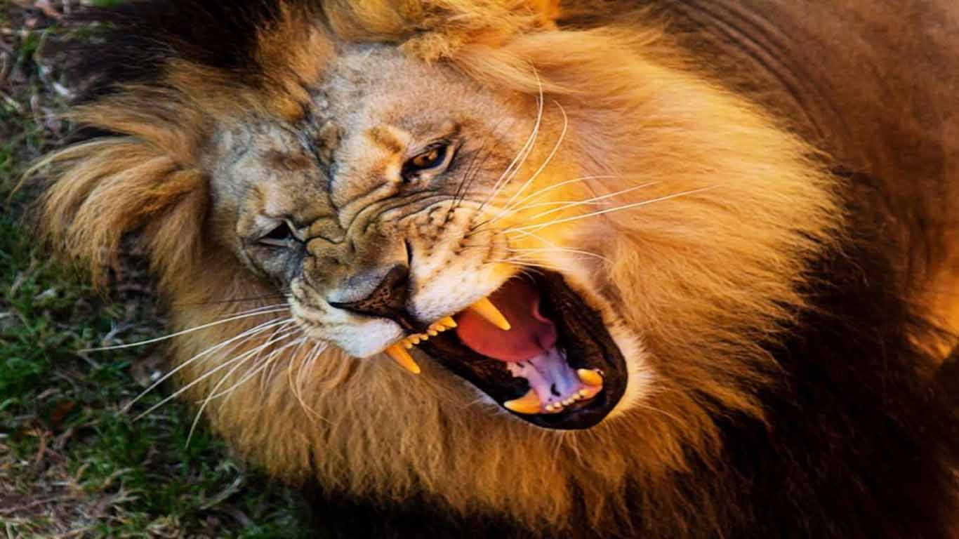 Singa - Lion Angry Roar - HD Wallpaper 