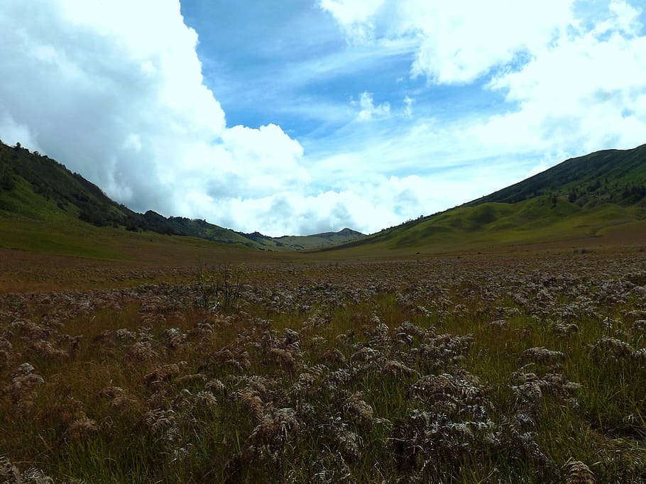 Savana, Gunung, Bromo, Jawa Timur, Indonesia, East - Grassland - HD Wallpaper 