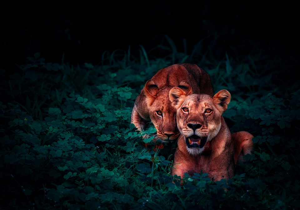 Lion Wallpaper 4k Hd - Lion Cubs Iphone Xs Max - 960x673 Wallpaper