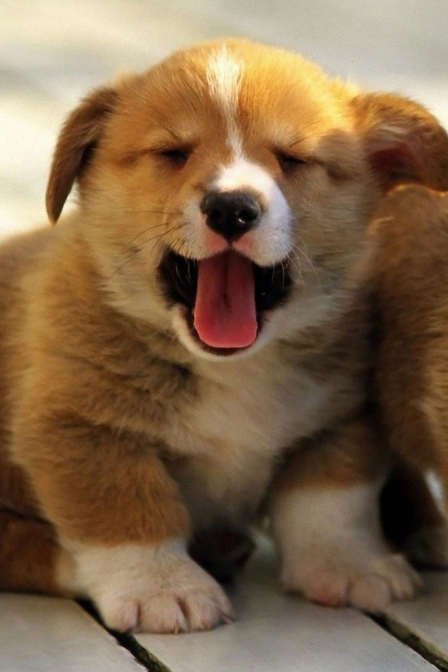 柯 基 和 柴犬 壁纸 - HD Wallpaper 