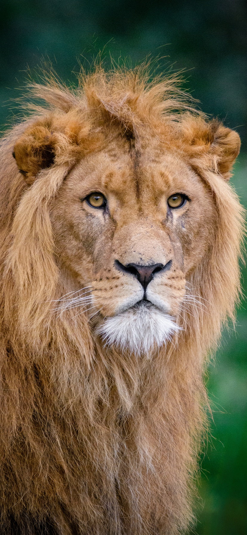 Lion King Images Download - HD Wallpaper 