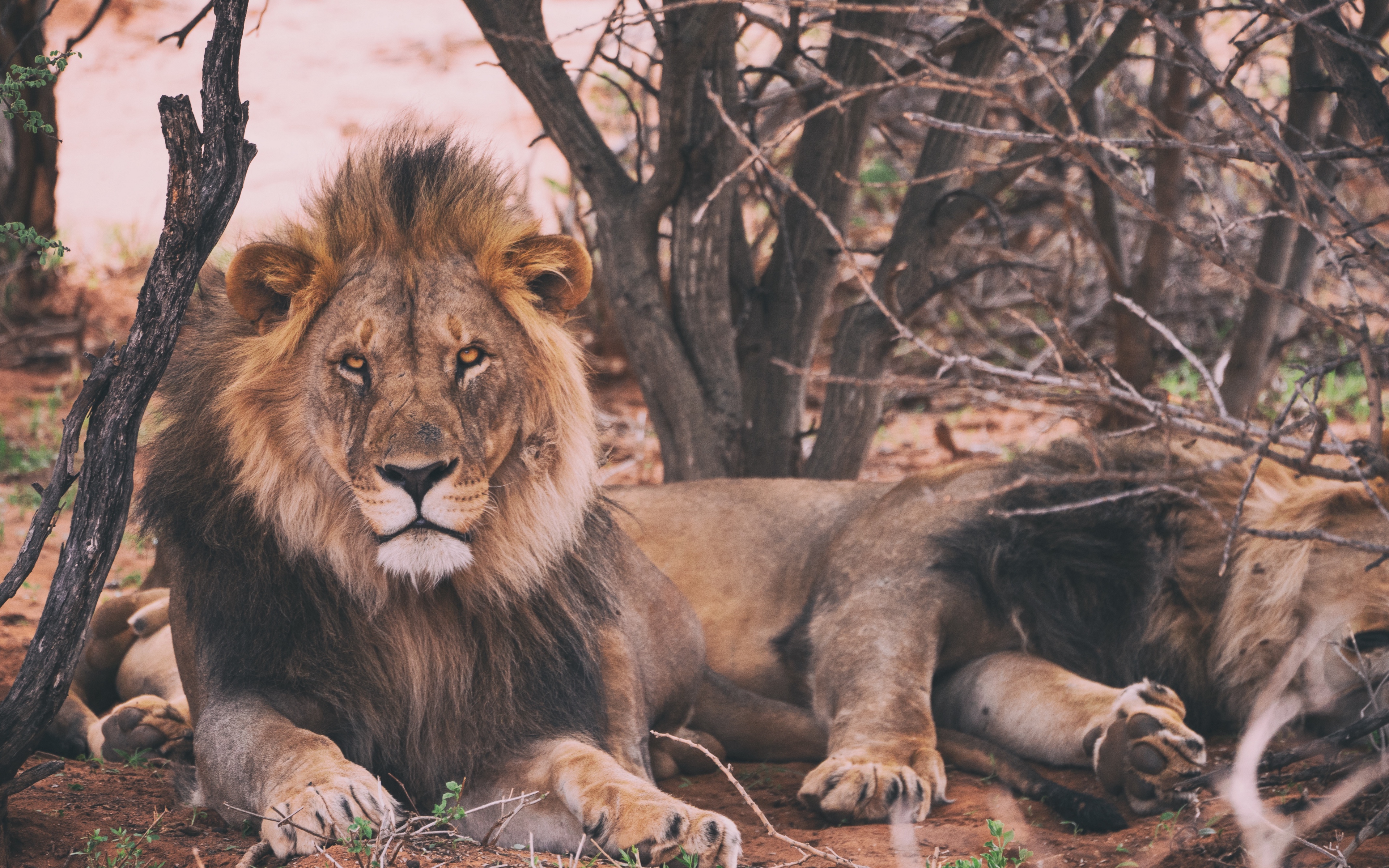 Wallpaper Lion, Predator, King Of Beasts, Lying - Lion Lurking - HD Wallpaper 