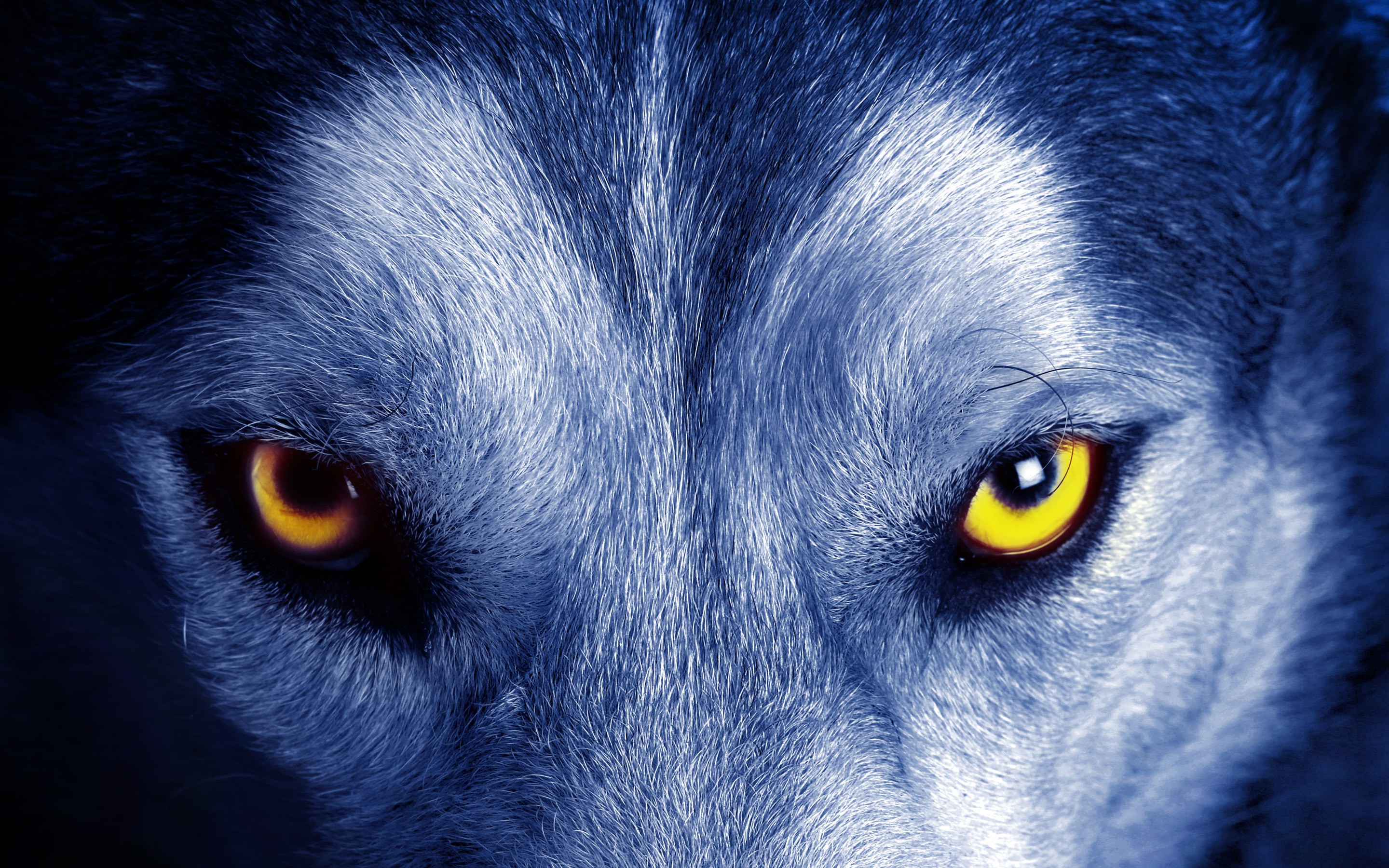 Close Up Wolf - HD Wallpaper 