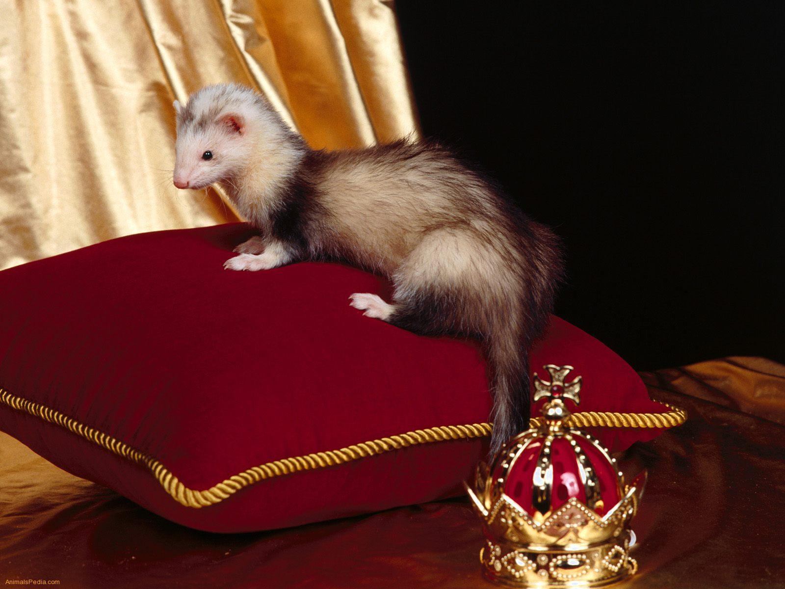Cute Ferret On A Throne - Cute Ferrets - HD Wallpaper 