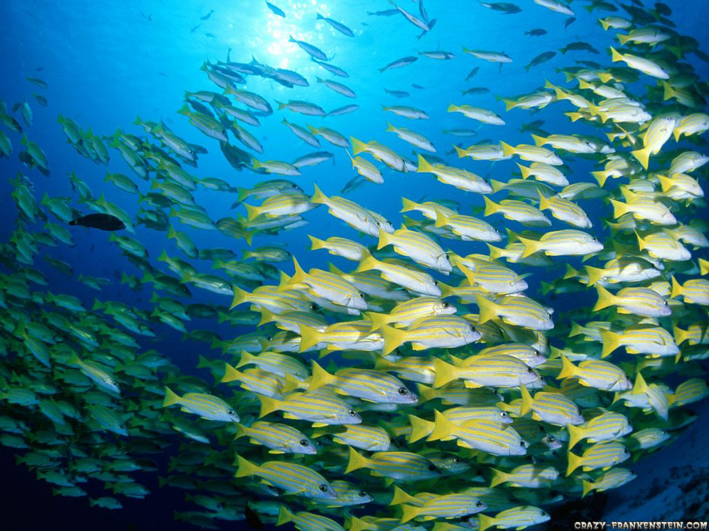 Sea Fish In Group - HD Wallpaper 