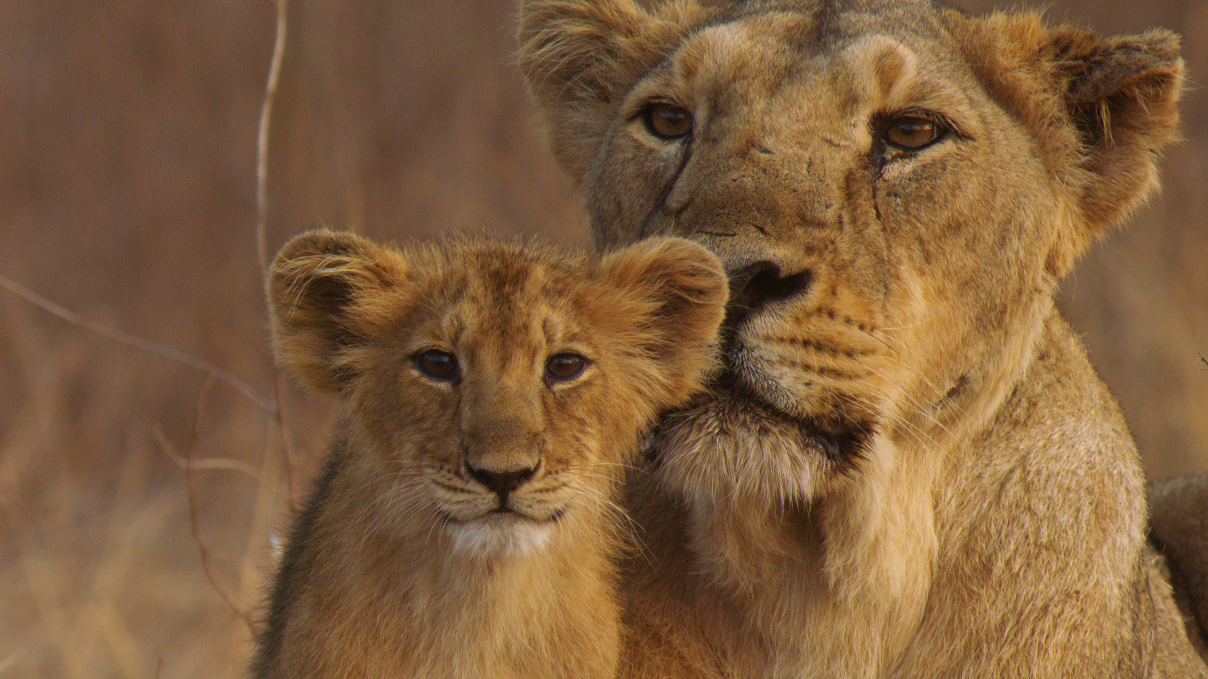 4k Photo Of Lion With Cub In Gir Forest National Park - Gir Forest National Park Lions - HD Wallpaper 