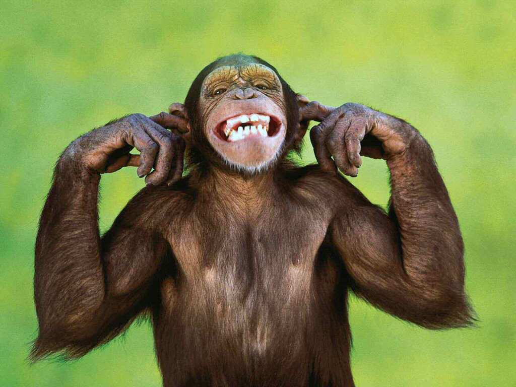 Monkey Can T Hear - HD Wallpaper 