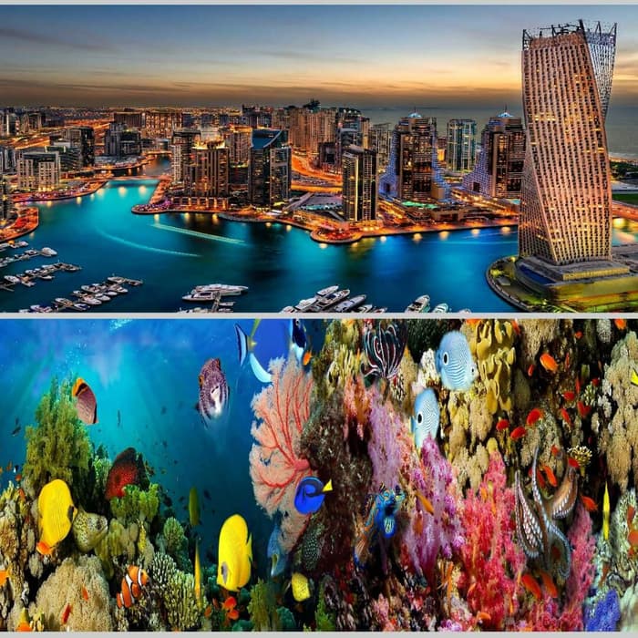 Coral Reef - HD Wallpaper 