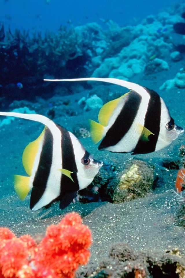 Clown Fish Wallpaper Iphone 5 - HD Wallpaper 